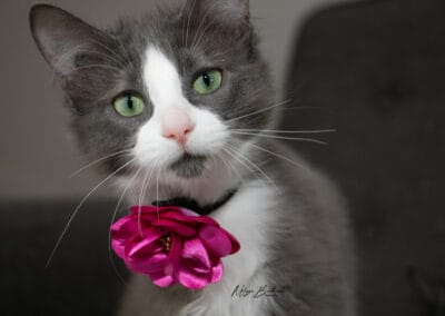 Tilly