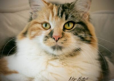 Clawdia