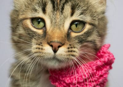 Sally – Cars’ Crew