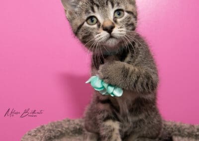 Toffee – Labubu Baby