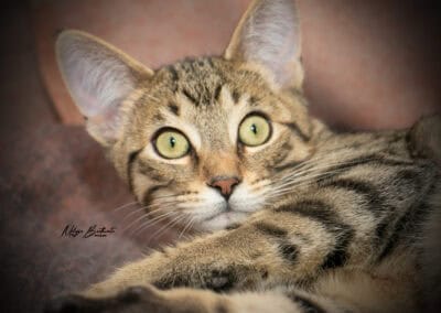 Tinker