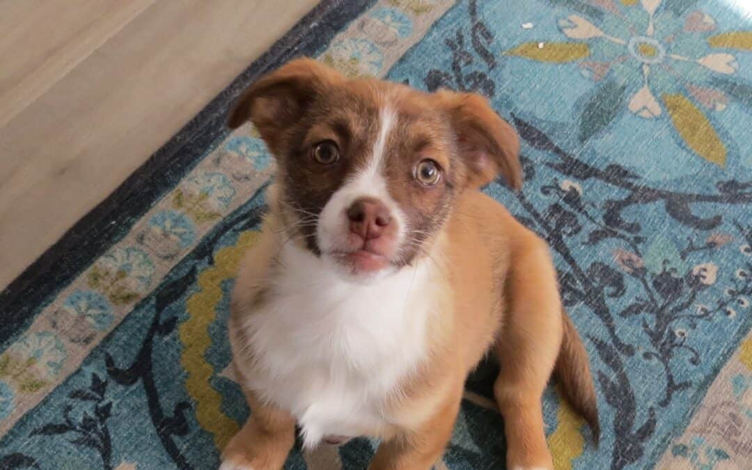 Harper