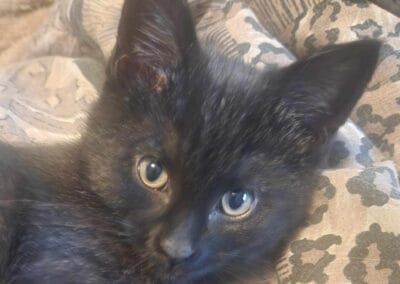 T’Challa