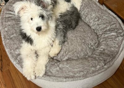 Mitzi