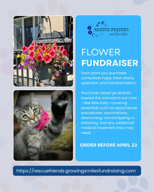 Spring flower fundraiser supporting animal rescue, featuring blooming plants that help fund spay and neuter, vaccinations, veterinary care, and supplies for rescued dogs and cats in calgary