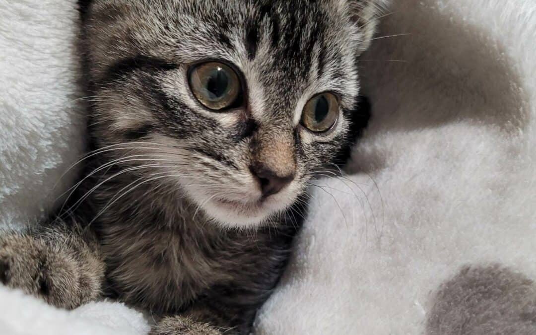 Gracie